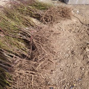 فروش انواع نهال اصلاح شده