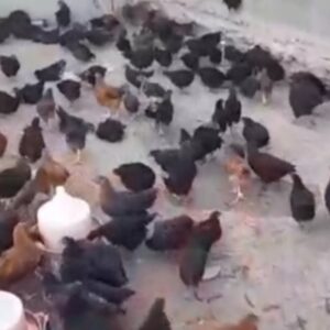 نیمچه مرغ و خروس سه چهار ماهه