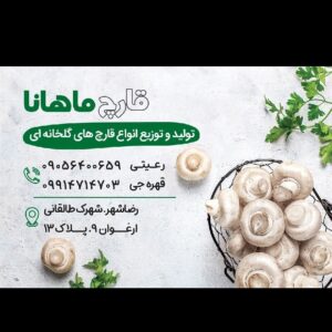 قارچ فله درجه یک ماهانا درمشهد