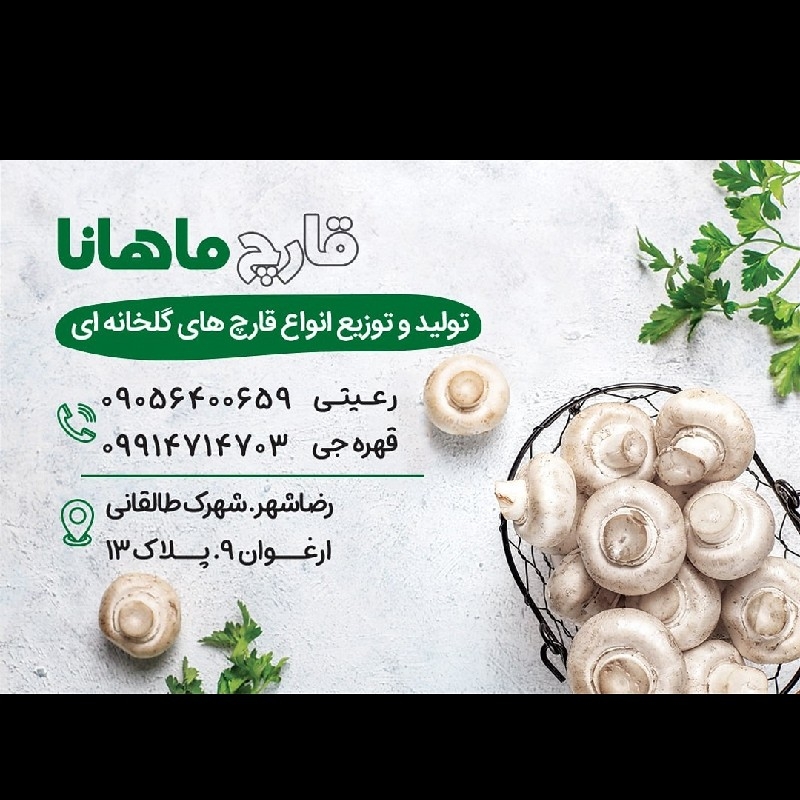 قارچ فله درجه یک ماهانا درمشهد