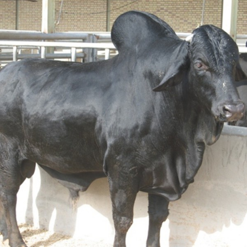 گاو اصیل سیستانی