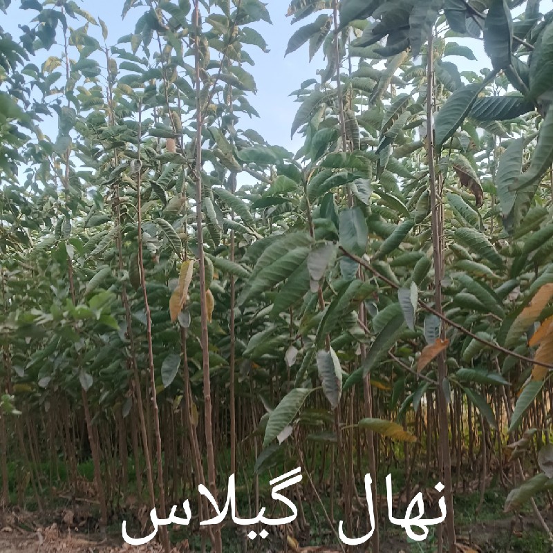 نهالستان #نهال#مشهد#پارس#درخت