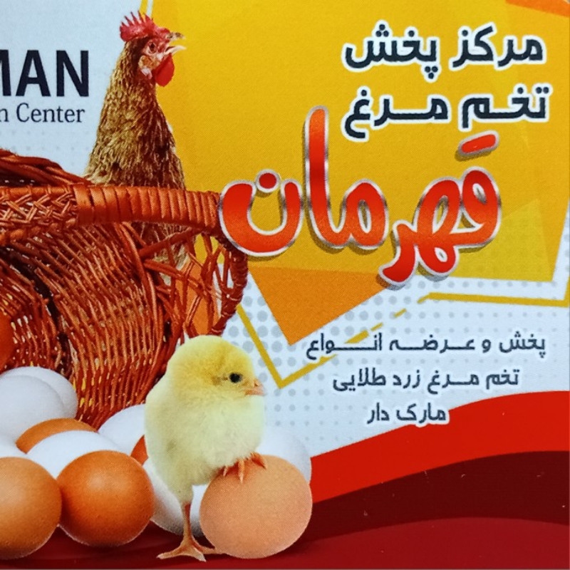 پخش تخم مرغ قهرمان