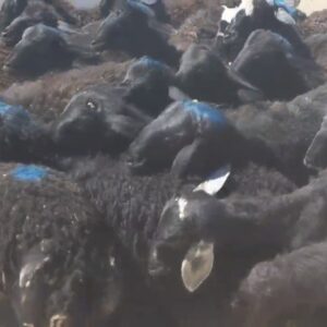 خرید فروش گوسفند افشاری