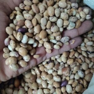لوبیا چیتی