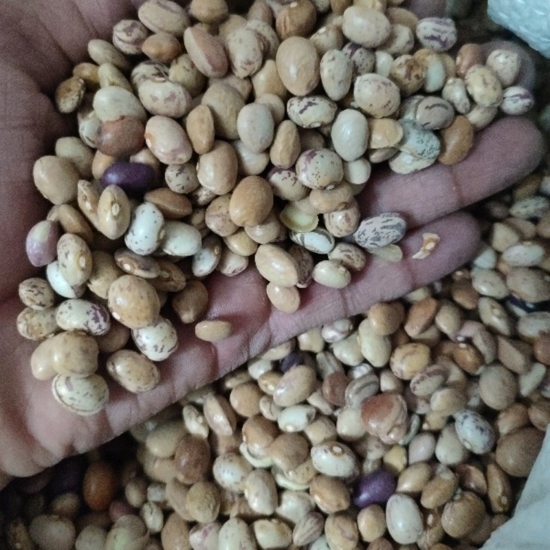 لوبیا چیتی