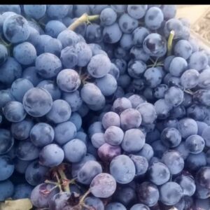 انگور دیم سیاه سردشت
