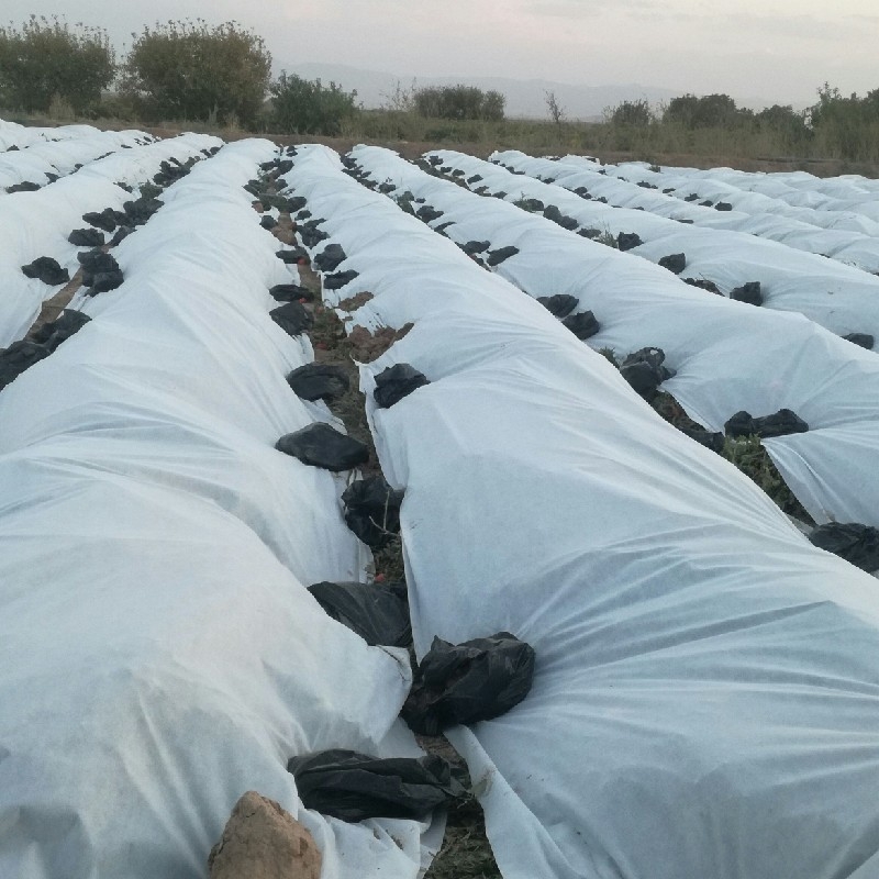 کاور ضد سرما