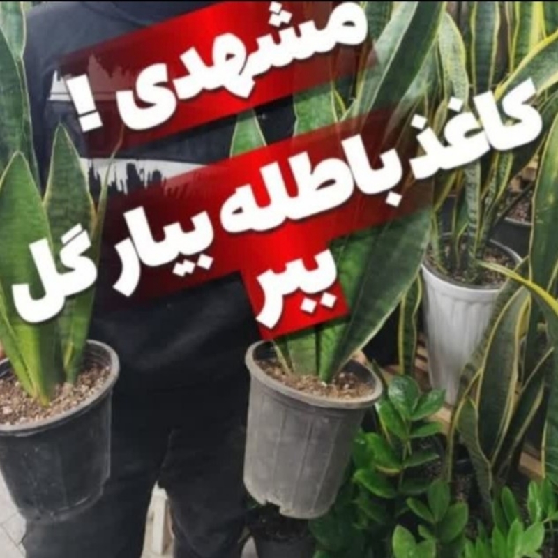فروش ویژه انواع گلهای آپارتمانی وگلدان معاوضه با کاغذباطله درمشهد